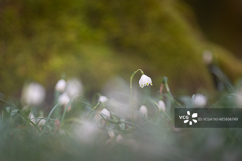 德国卡尔施塔特田野上的白色开花植物特写图片素材