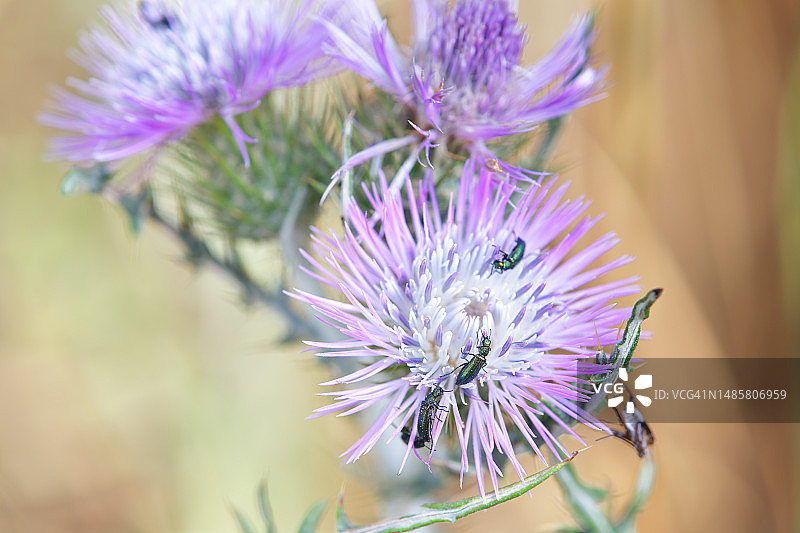 紫色蓟花特写，西班牙巴达霍斯图片素材