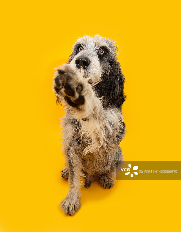 蓝色加斯科涅格里芬犬，击掌训练服从概念，黄色背景隔离，西班牙赫罗纳图片素材