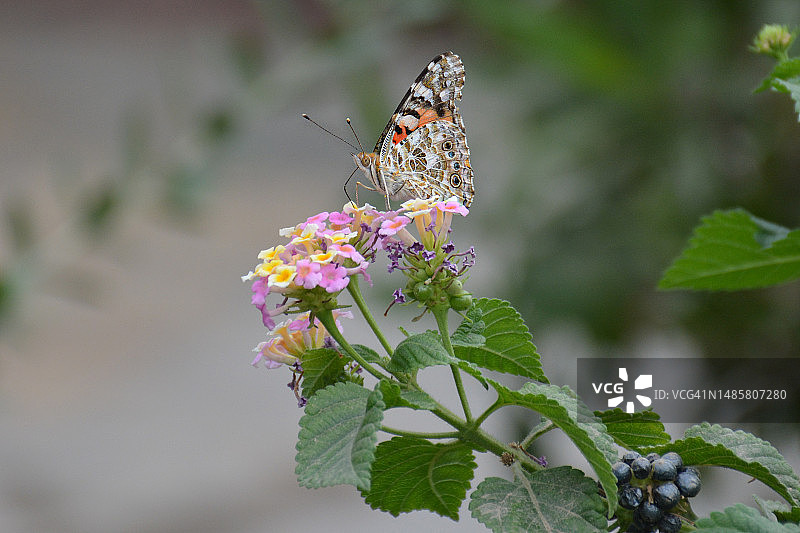 蝴蝶在花上授粉的特写，位于伊拉克安巴尔省费卢杰图片素材
