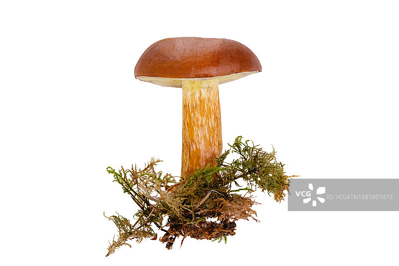 蘑菇湾波列特孤立在白色背景图片素材