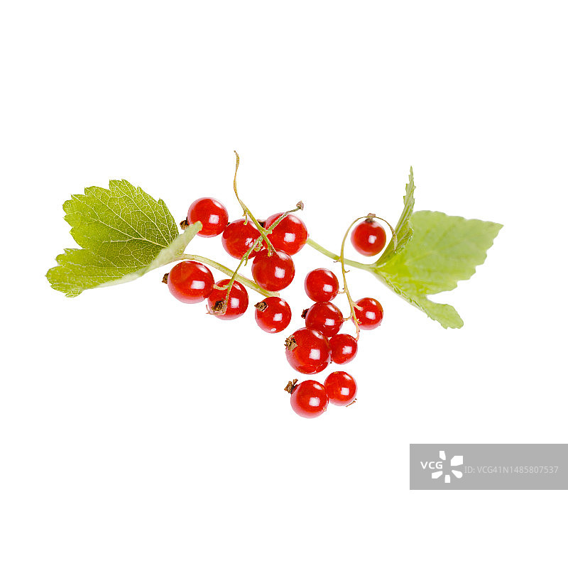 带叶子的红醋栗图片素材