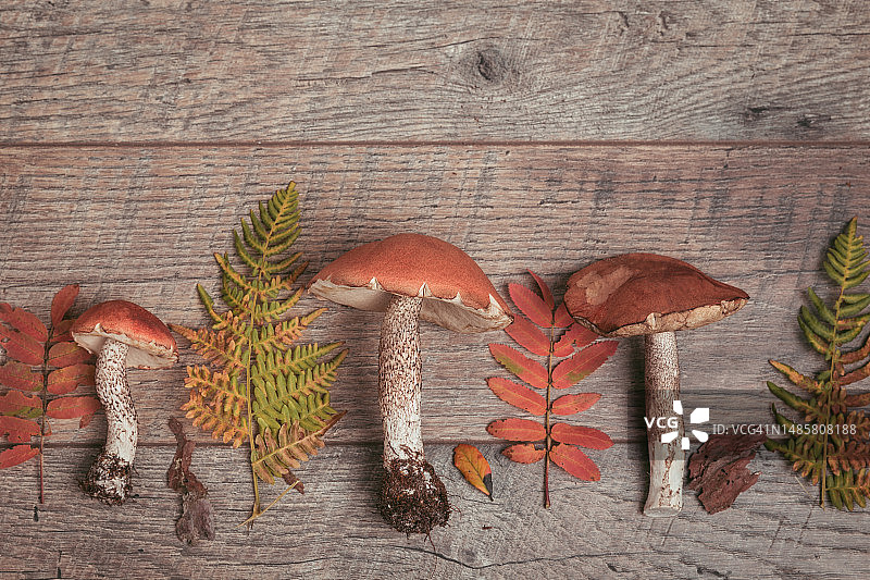 乡村木桌上的野生鲜蘑菇，秋季背景图片素材