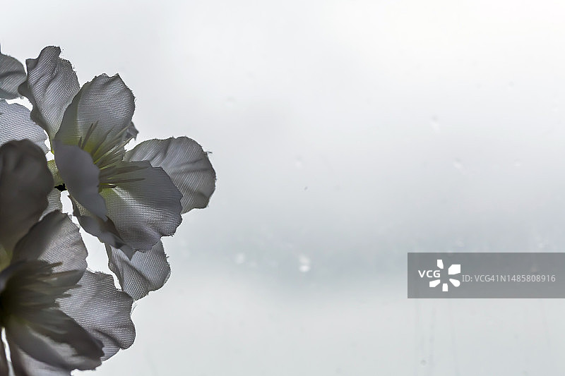 塑料樱花树特写图片素材