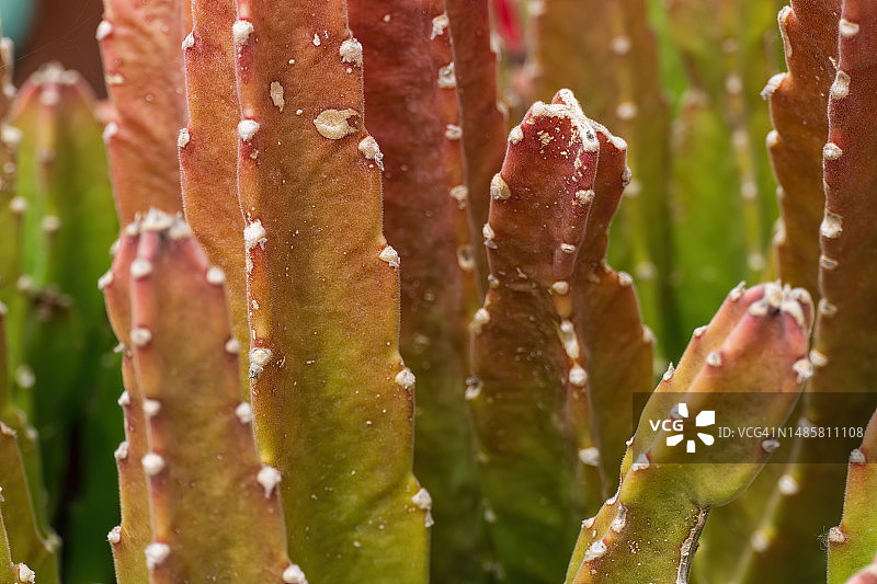 葡萄牙的豹皮萝藦图片素材