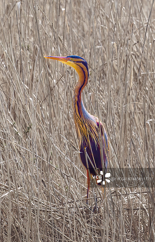 苍鹭站在田野上的侧视图，德国卡尔斯鲁厄图片素材