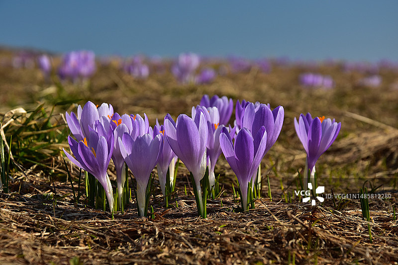 田野上紫色番红花的特写图片素材