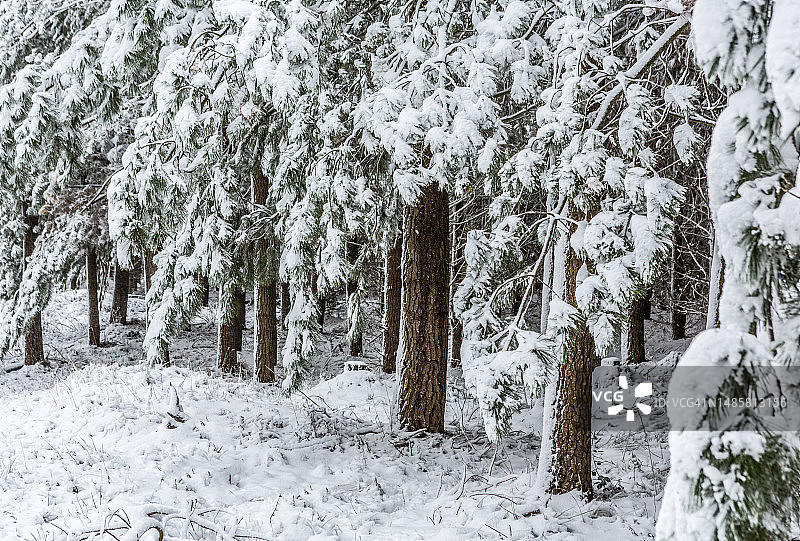 罗马尼亚雪原上的树木图片素材