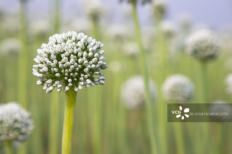 具有模糊背景的美丽白色洋葱花图片素材