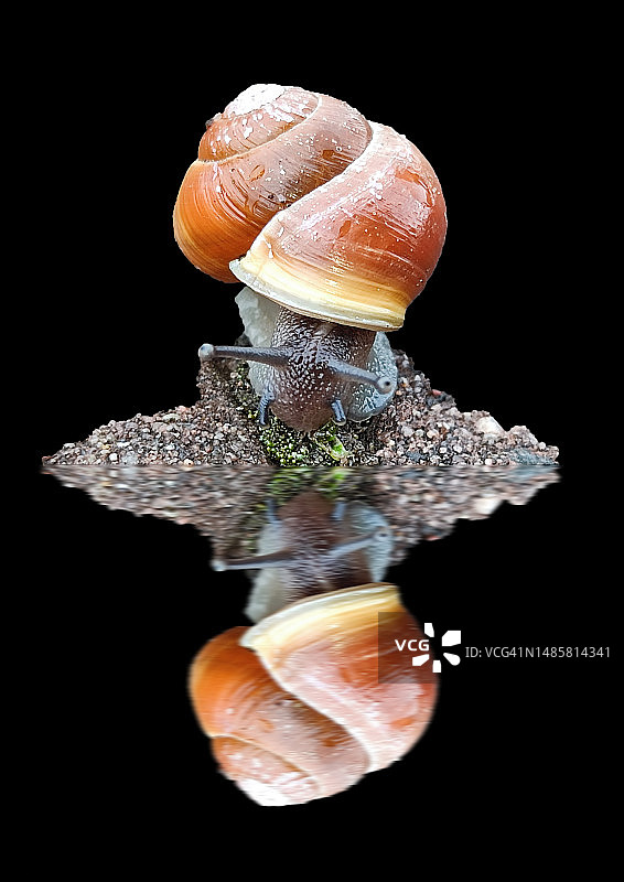 德国，黑色背景上的蜗牛特写图片素材