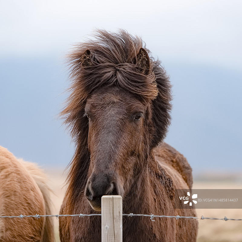 冰岛小马站在田野上，背景是天空，冰岛图片素材