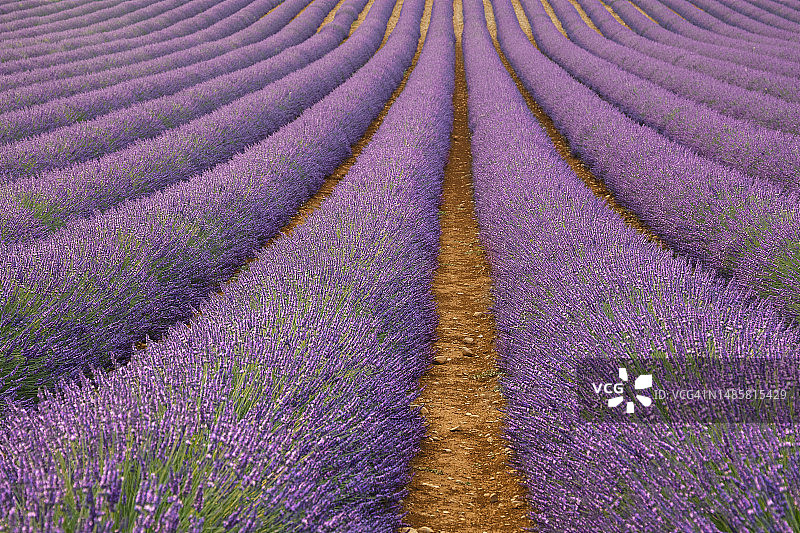 薰衣草田全景照片图片素材
