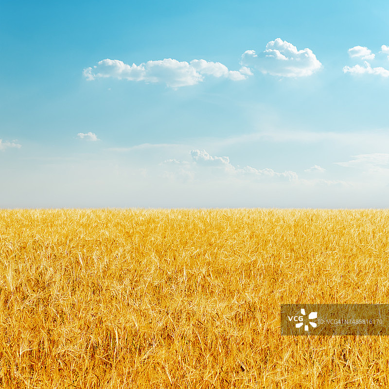罗马尼亚金色丰收田野与多云天空图片素材
