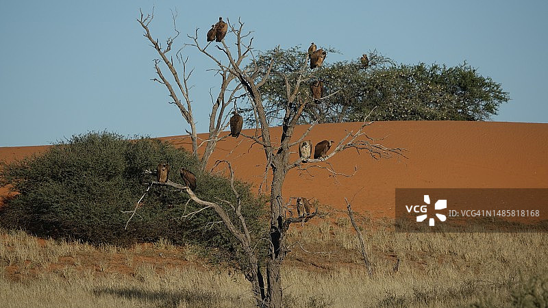 纳米比亚，晴空下田野上的树木图片素材
