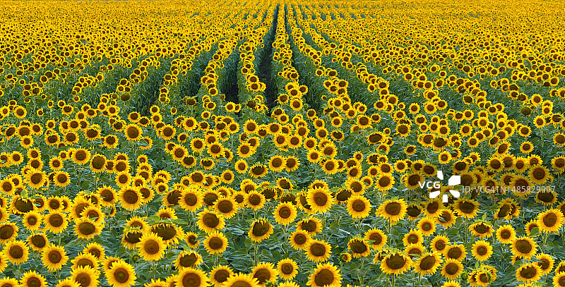 向日葵田园风光图片素材