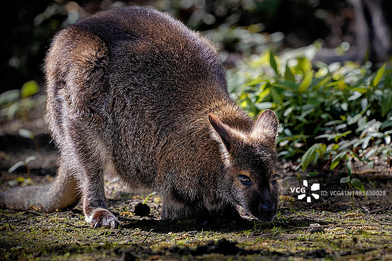 田野上的松鼠特写图片素材
