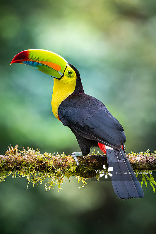 巨嘴鸟栖息在树枝上特写，哥斯达黎加博卡塔帕达图片素材