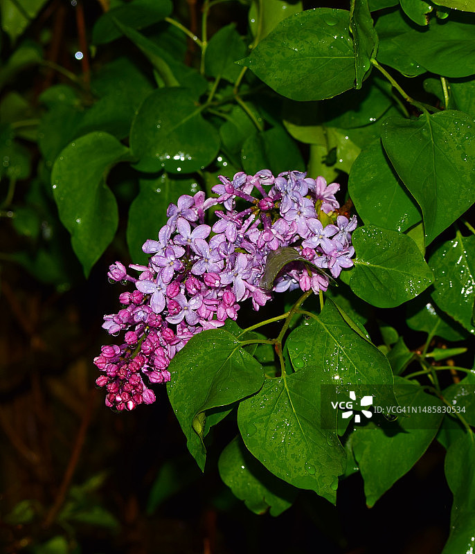 粉色植物叶子特写图片素材
