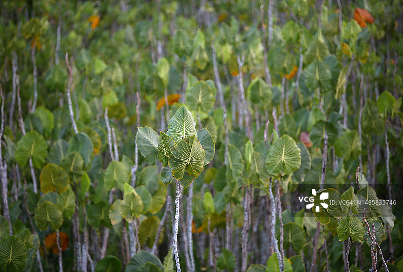 巴西沼泽地区的绿色植被图片素材