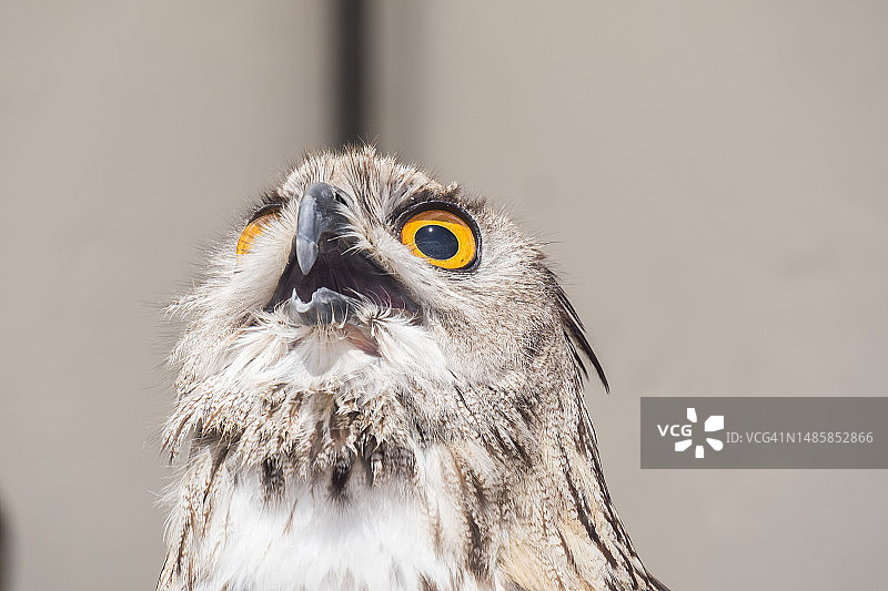 向远处眺望的雕鸮特写图片素材