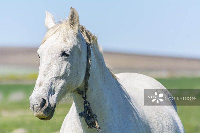纯种马的肖像图片素材