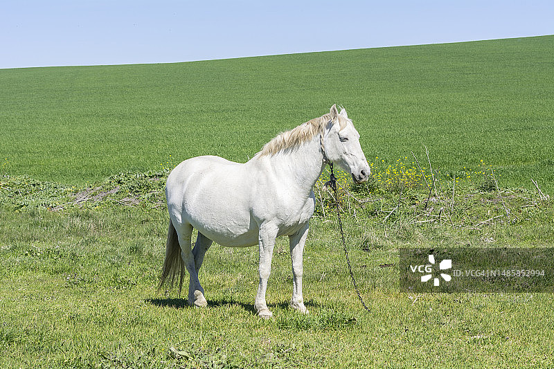 站在田野天空下的纯种马 портрет图片素材