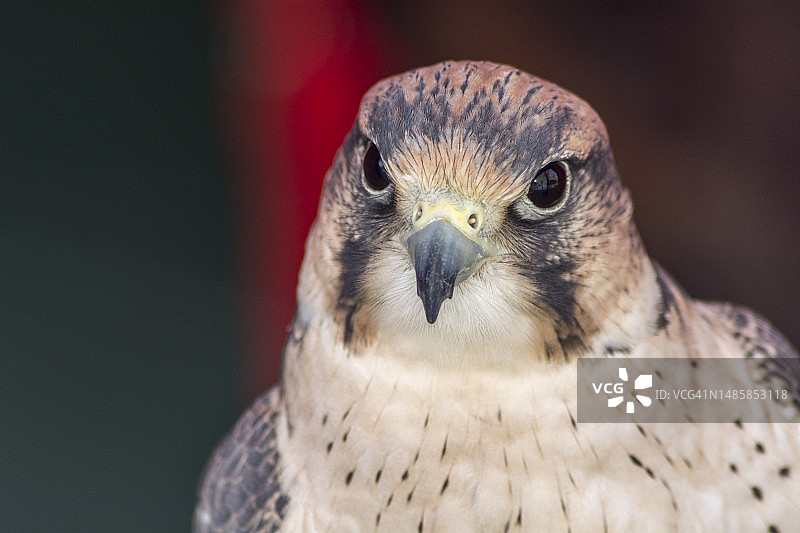 鹰的特写肖像图片素材