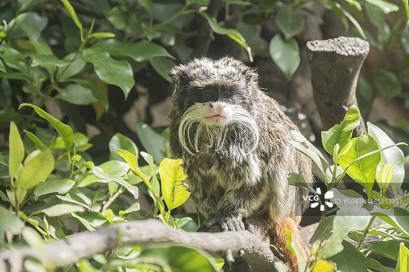 近距离拍摄坐在树上的皇帝绢毛猴图片素材