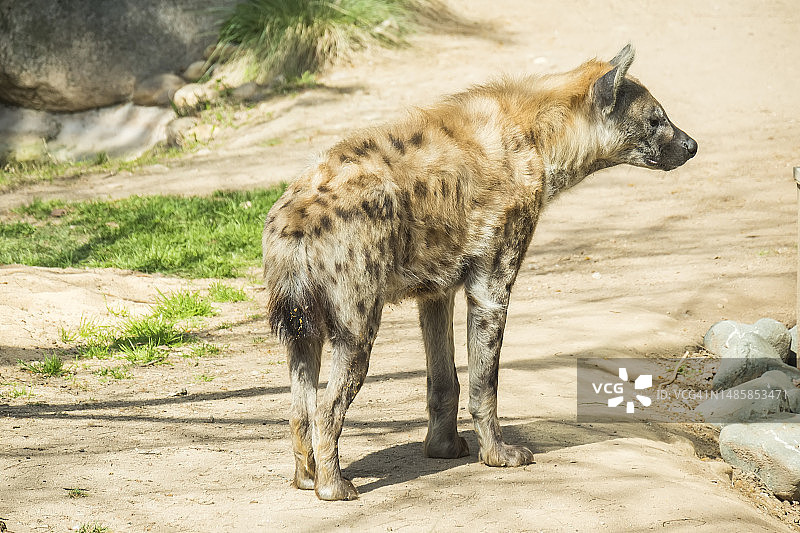 一只盯着某物的斑鬣狗图片素材
