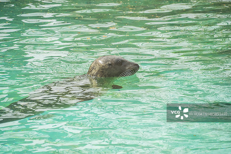 探头出水面的海豹图片素材