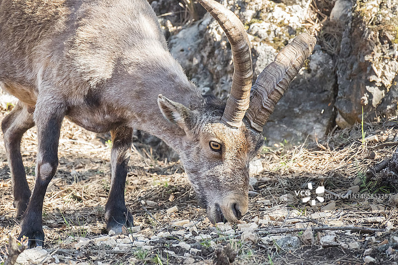 西班牙哈恩卡索拉天然公园的西班牙野山羊图片素材