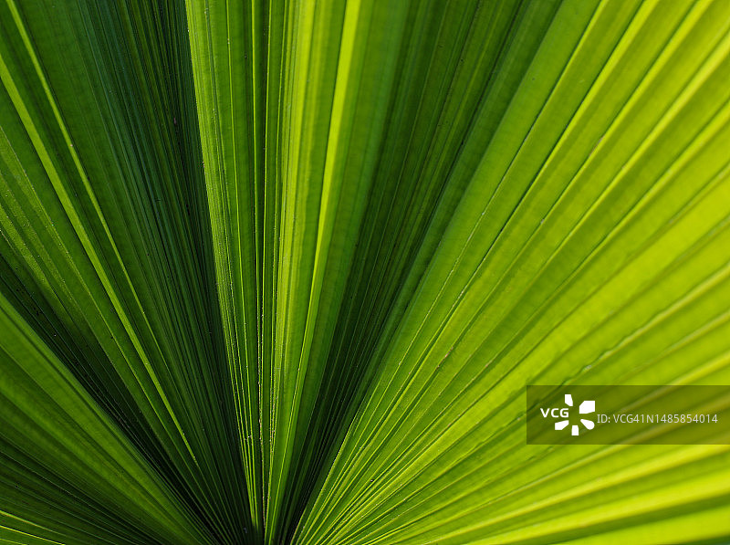 具有选择性焦点的棕榈叶自然背景，老挝图片素材