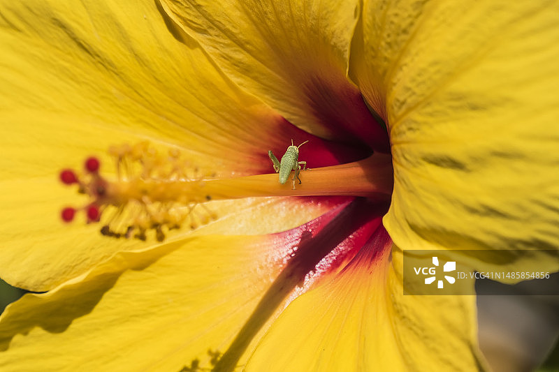 带有绿色蚱蜢的黄色芙蓉花图片素材