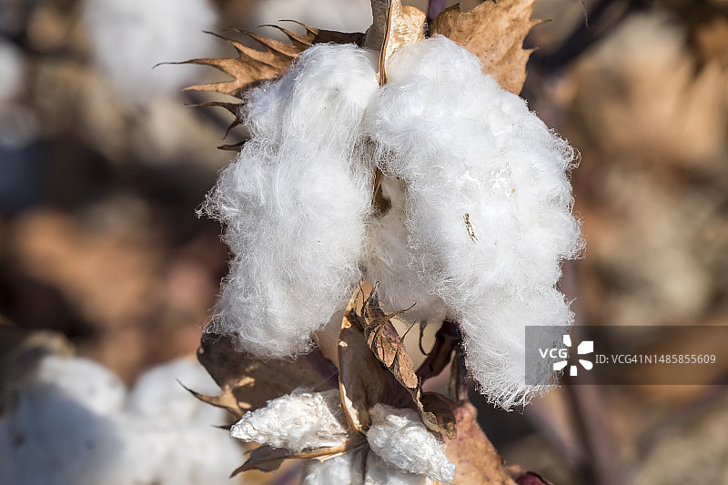 植物上的雪景特写图片素材