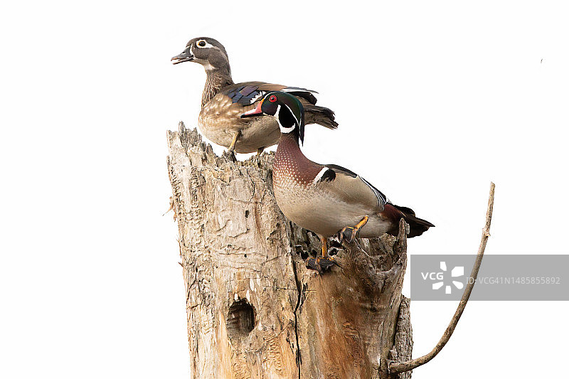 白色背景下木头上的鸭子特写图片素材
