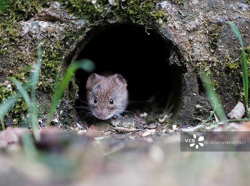 树干上的老鼠特写肖像，英国图片素材
