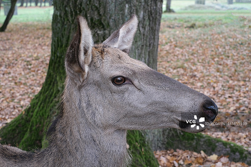 站立在田野上的鹿的特写图片素材