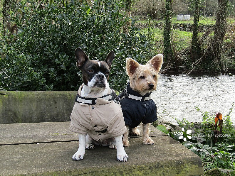 两只狗坐在长凳上图片素材