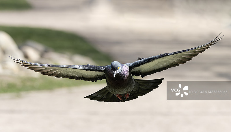 俄罗斯莫斯科户外飞翔的鸽子特写图片素材