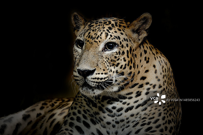 黑色背景下的豹子特写图片素材