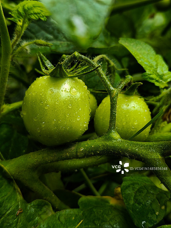 植物上生长的特写番茄，伊拉克迪亚拉省巴古拜图片素材