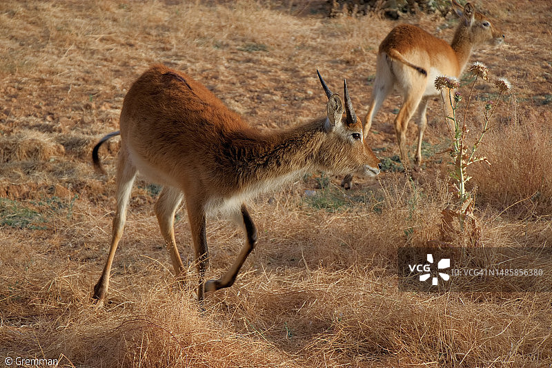 站在田野上的鹿的侧视图，希腊图片素材
