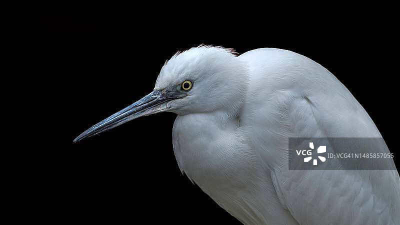 黑背景下的白鹭特写，意大利图片素材