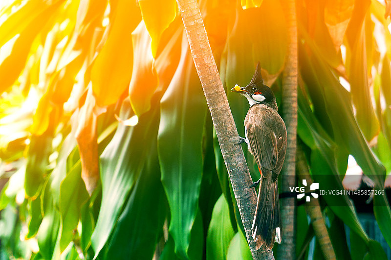 麻雀栖息在树枝上觅食图片素材
