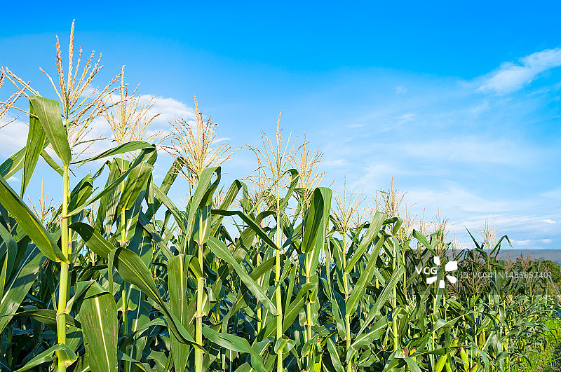 晴朗天气下的玉米田，农田里的玉米树与蓝色多云的天空图片素材