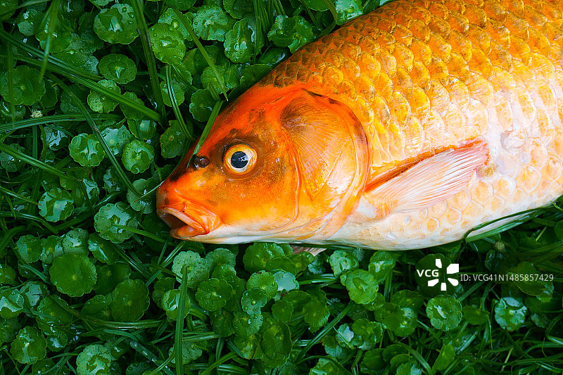 绿色草地上的死亡锦鲤图片素材