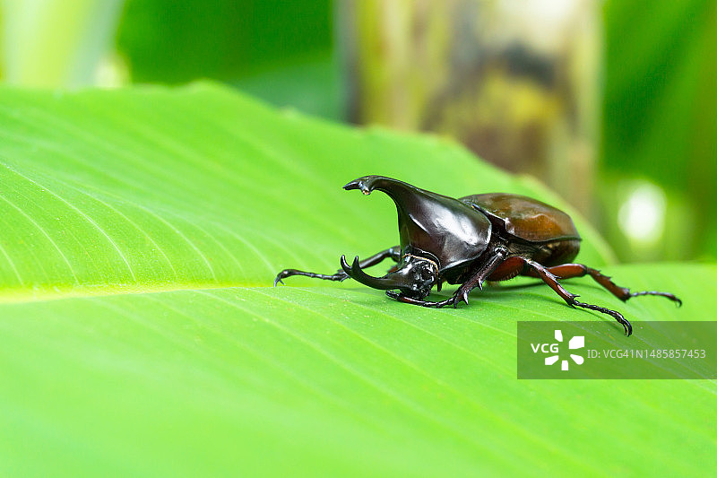树上的双叉犀金龟图片素材
