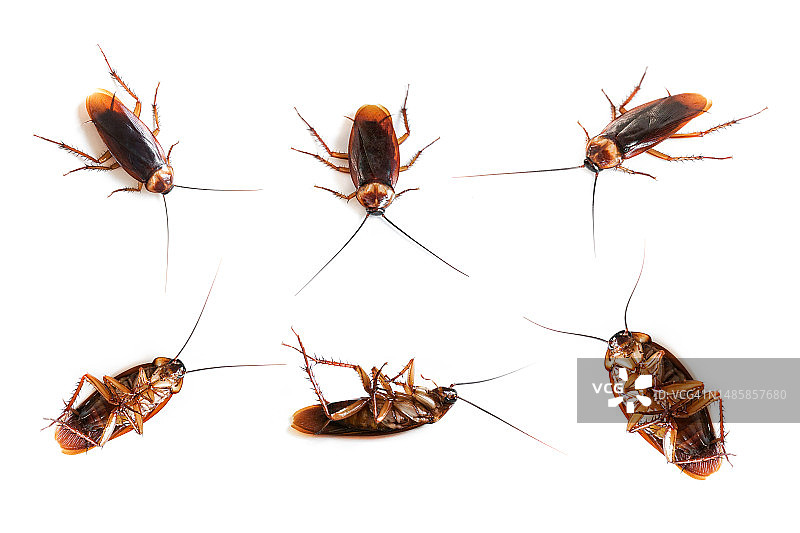 白色背景上的许多蟑螂，死蟑螂图片素材