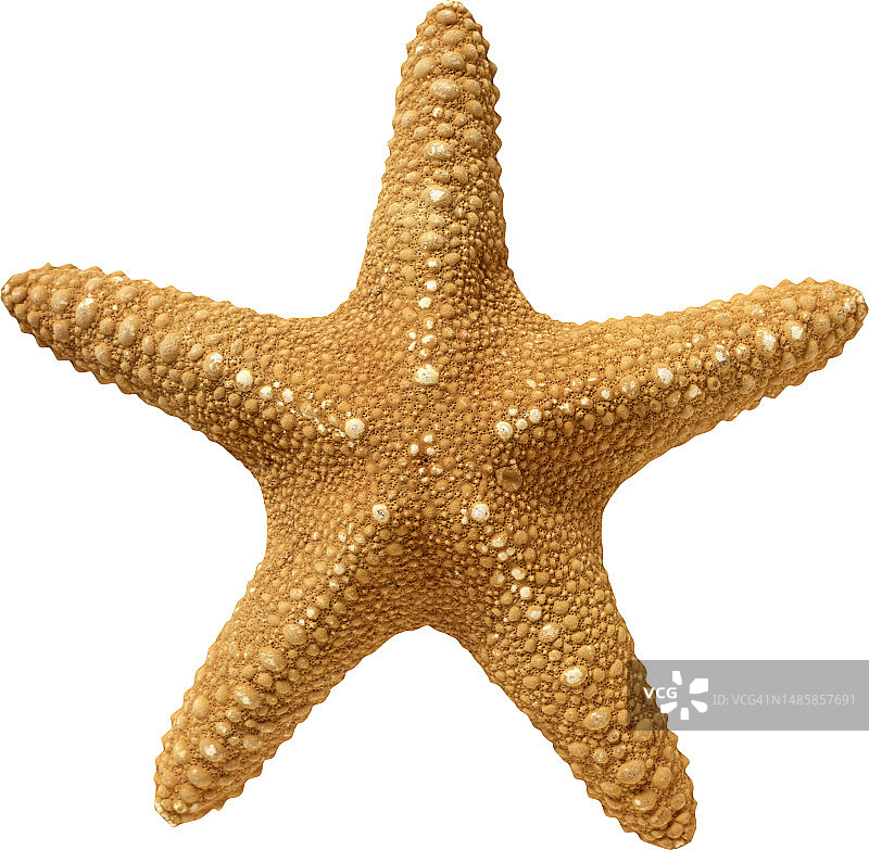 白色背景上的米色海星纹理图片素材