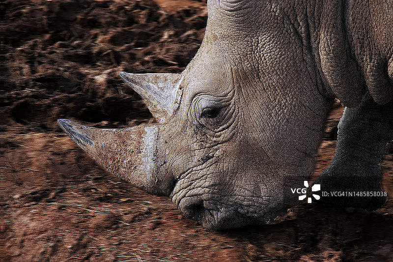 白色犀牛特写，希腊图片素材
